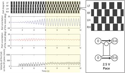 Brainless Walking: Animal Gaits Emerge From an Actuator Characteristic